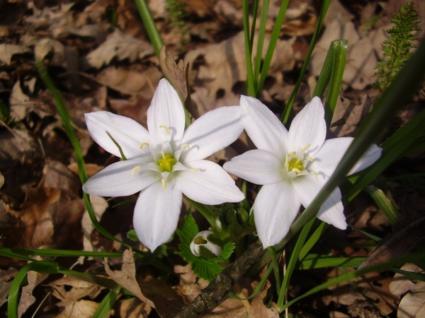 white flower avar