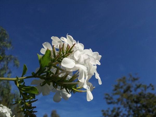 white flower flowers