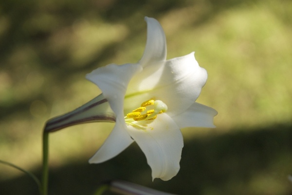white flower madagascar flowers