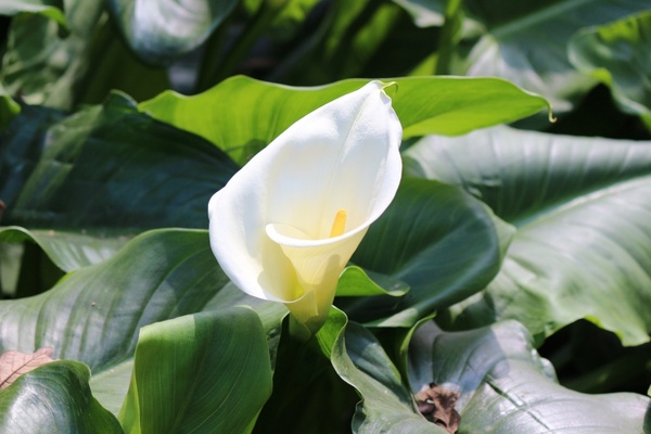 white flower nature