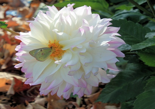 white flower with small butterfly