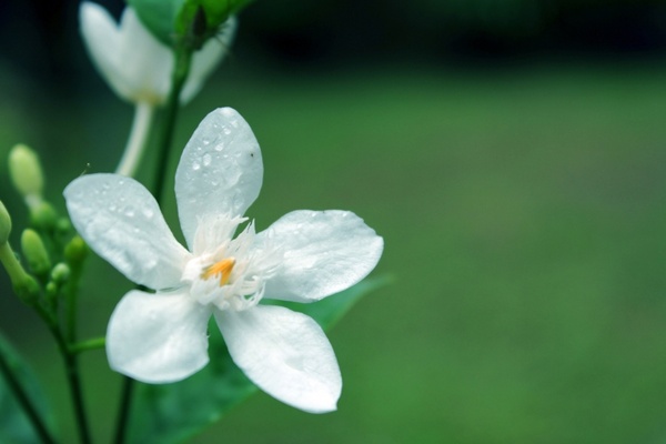 white flower with water drops