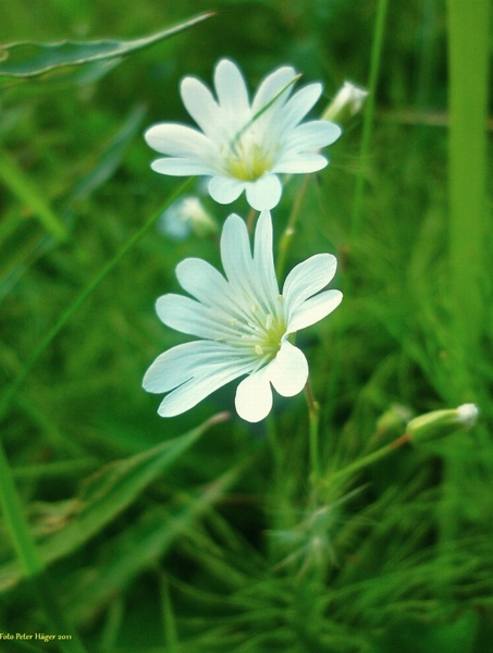 white flowers 