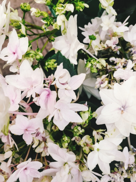 white flowers 3