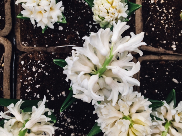 white flowers in soil