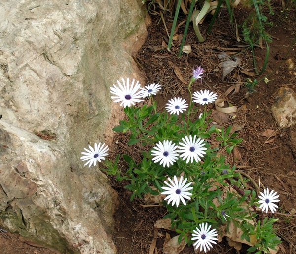 white flowers with stone