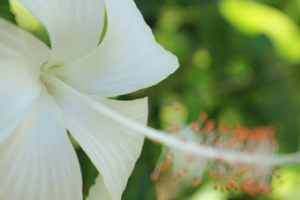 white gumamela flower