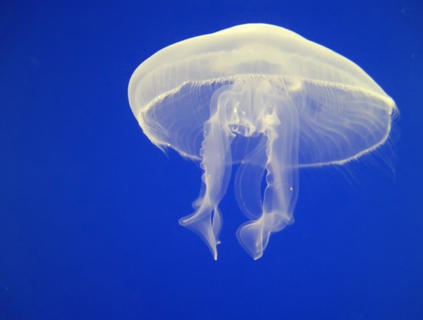white jellyfish hd picture