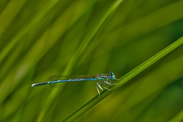 white legged damselfly darter levã©llã¡bãº dragonfly