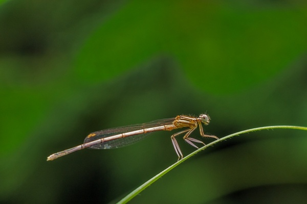 white legged damselfly darter levã©llã¡bãº dragonfly