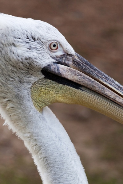 white pelican detail