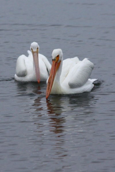 white pelicans swimming