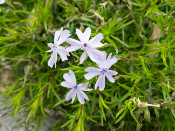 white purple flowers 