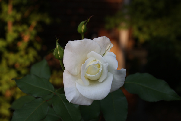 white rose 2008