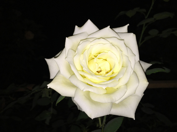 white rose at night