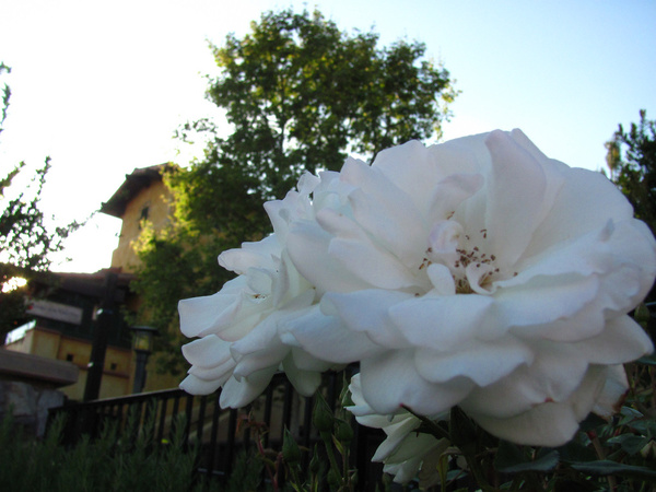 white rose at the golden vine winery