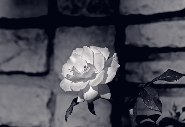 white rose bampw