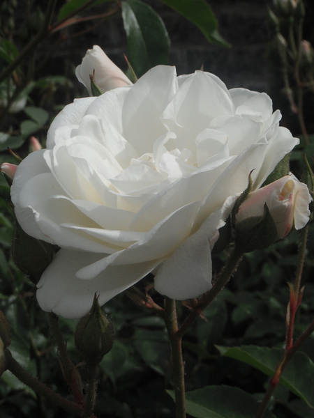 white rose in colour 