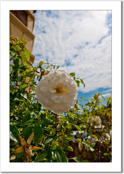 white rose in redfield