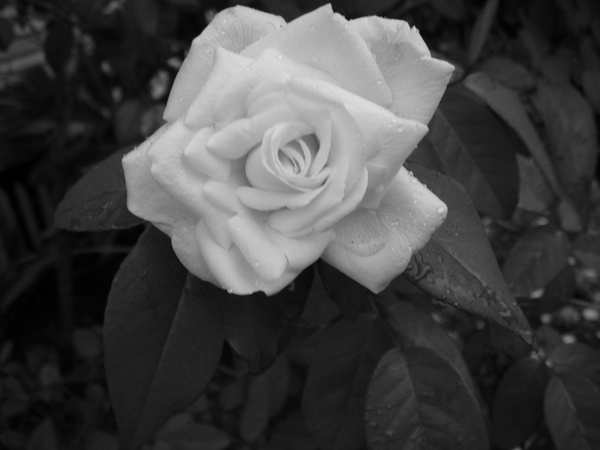 white rose in the rain