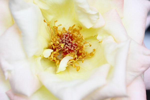 white rose matsudo chiba japan