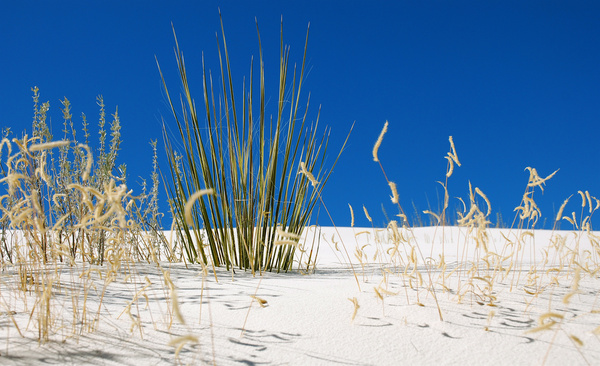 white sands national monument new mexico