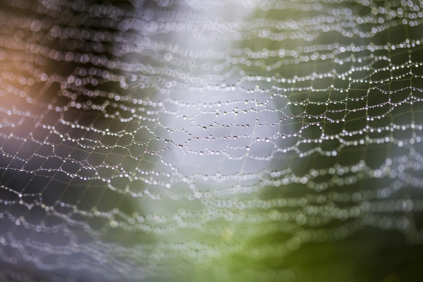 white spider web with dew on top