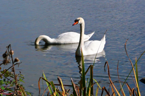 white swan animal