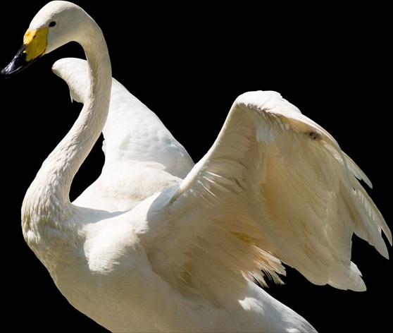 white swan psd