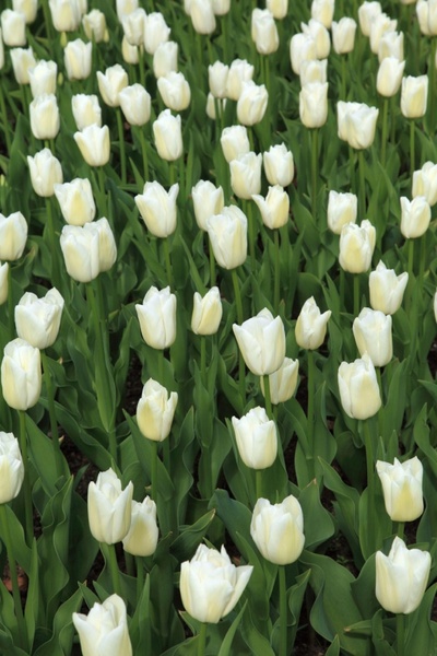 white tulips 