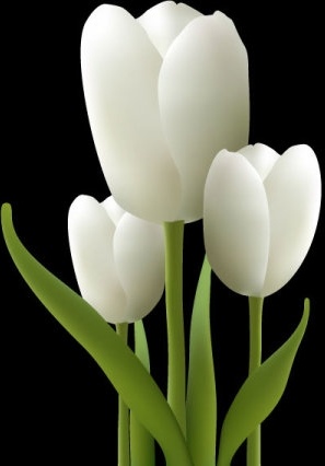 white tulips vector