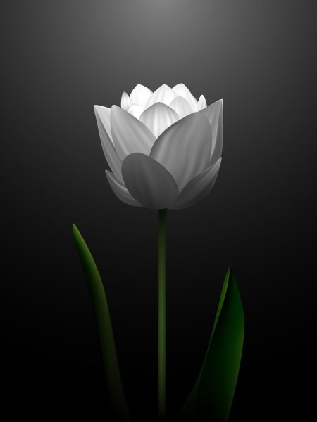 white tulips vector 2