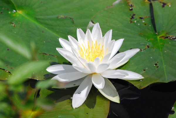 white water lily 