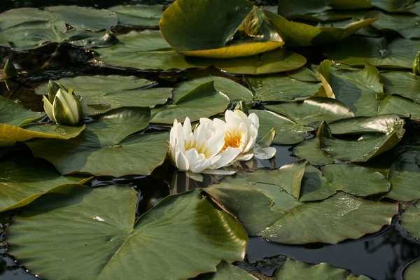 white water lily nymphaea alba water lilies