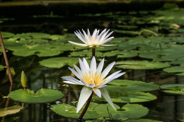 white water lily nymphaea micrantha water lily