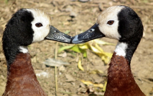 white-faced whistling duck