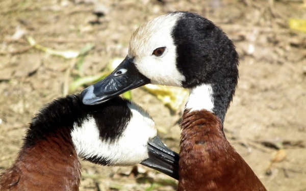 white-faced whistling duck