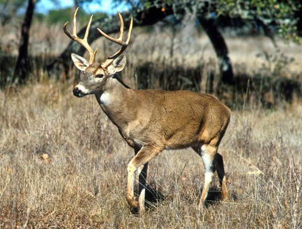 white-tailed deer animal