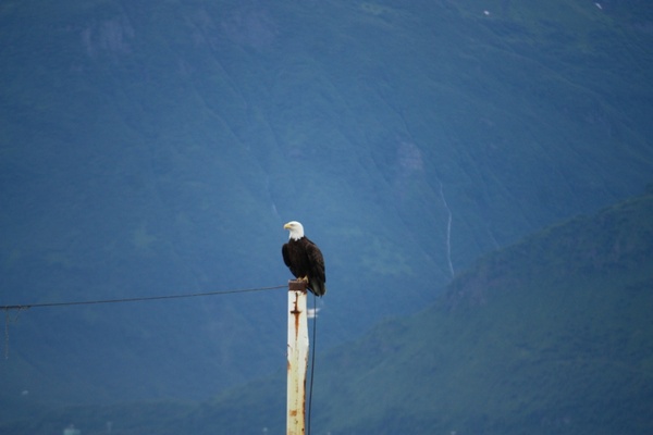 white-tailed eagle bald eagle bald eagles