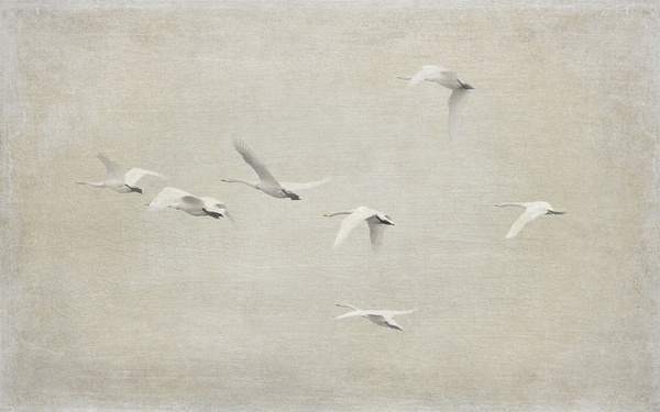 whooper swans textured 