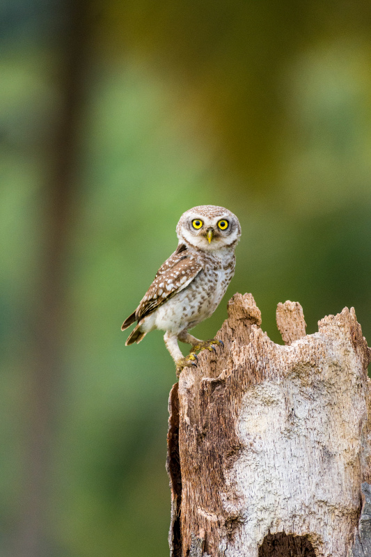 widerness picture cute perching owl