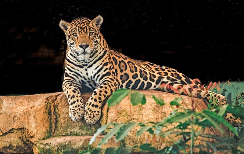 wild afirca scenery picture relaxing jaguar night time contrast 
