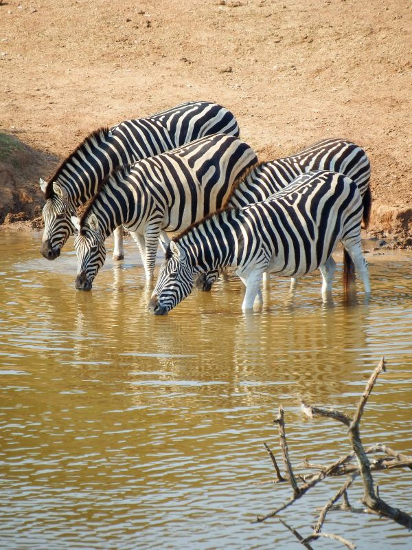 wild africa picture elegant dynamic zebra herd drinking water 