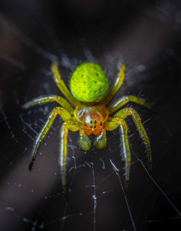 wild animal picture closeup contrast spider