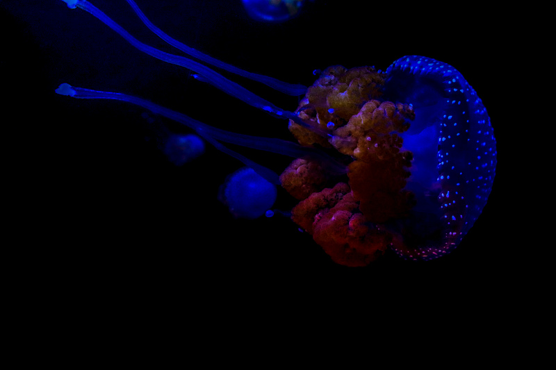 wild animal picture dark jellyfish closeup