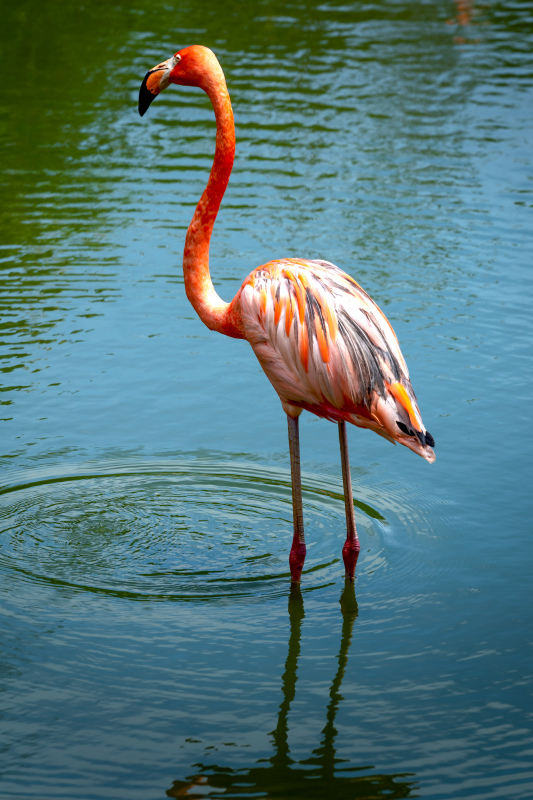 wild animal picture elegant flamingo water scene 