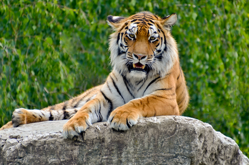 wild animal picture relaxing tiger 