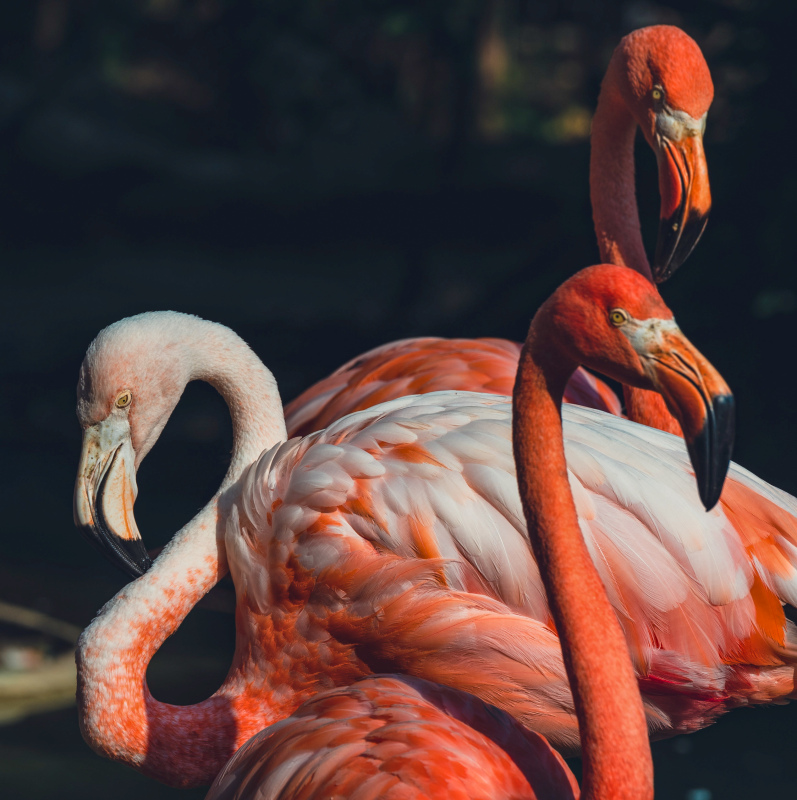 wild animals picture elegant flamingoes flock
