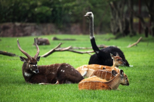 wild animals resting