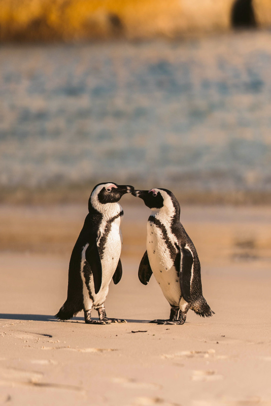 wild antarctic picture cute penguin couple seaside scene 